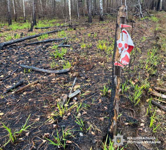 В пограничных лесах Житомирской области погибли мужчины из-за взрывчатки