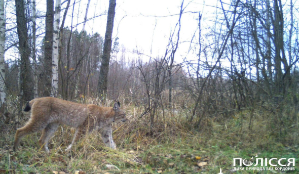 Исследователи рассказали, как рысь охотится в Чернобыльской зоне