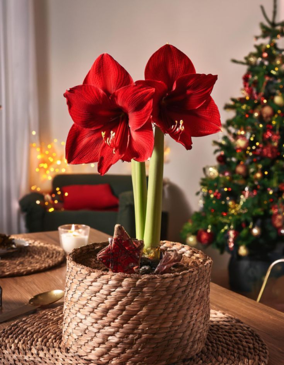 Амариліс - кімнатна рослина, яка зацвітає на Різдво 