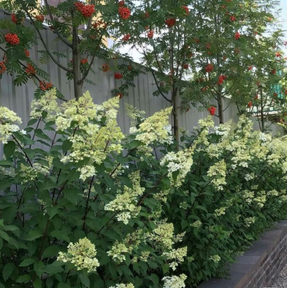 Горобина: як благородне дерево вписати у ландшафт двору 