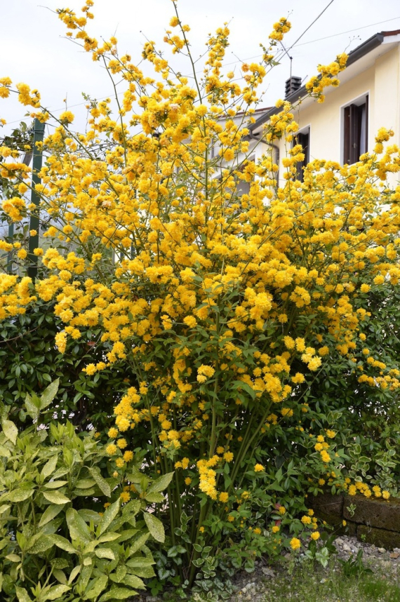 Керия японская