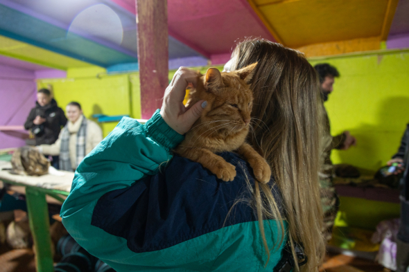 Кошки в приюте охотно идут к людям