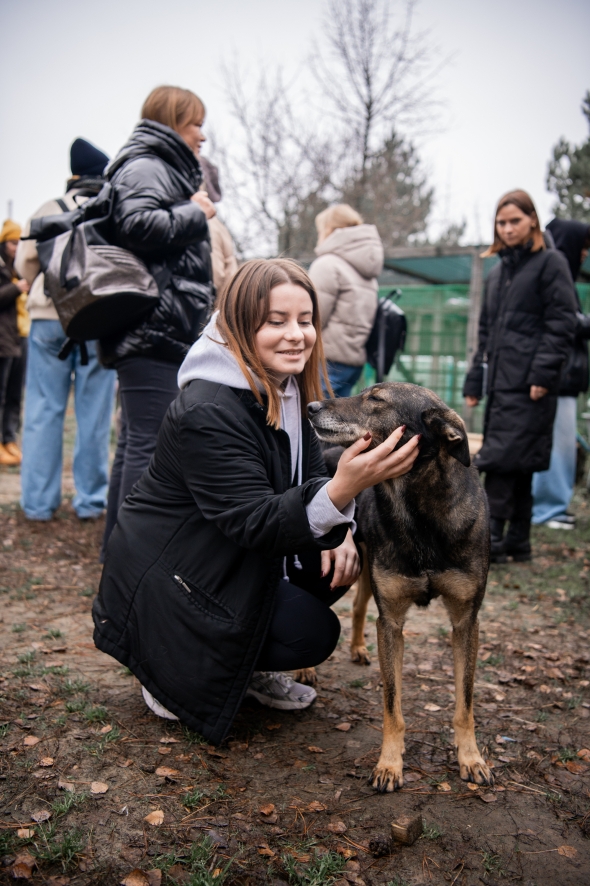 Собаки радуются, когда приходят гости