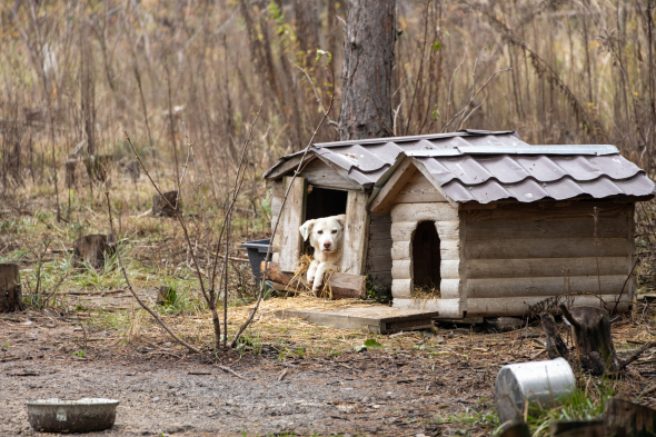 Чтобы прокормить животных, приют "Best Friends" ежемесячно закупает 6 тонн крупы и 5 тонн фарша