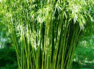 Бамбук