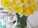 Нарциссы