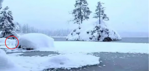 Є 21 с на розгадку: знайдіть білого ведмедя, якщо маєте гарний зір