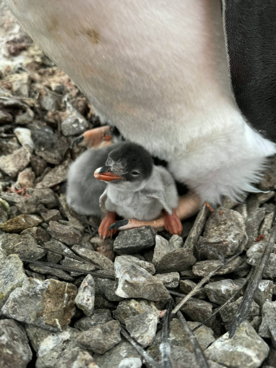 Українські полярники зафіксували ранню появу пінгвінят біля станції