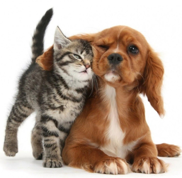 Назвали самых спокойных пород собак, если дома уже есть кошка