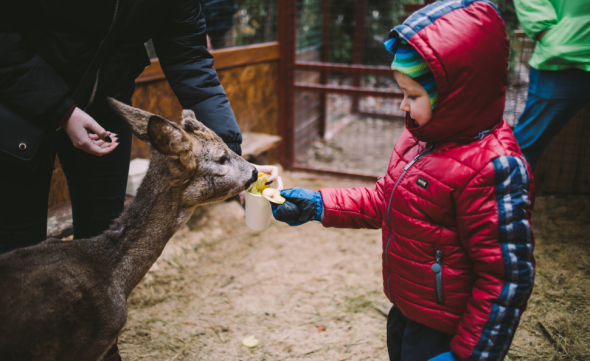 Зимняя страна на ВДНХ: какие развлечения предлагают киевлянам и гостям столицы в период рождественско-новогодних праздников