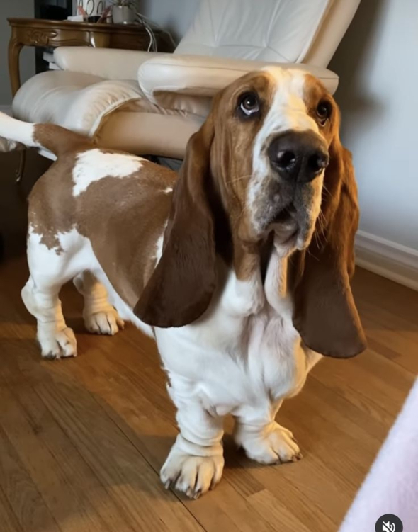 Бассет-хаунди