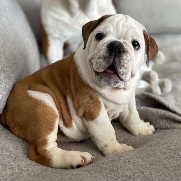 Англійський бульдог