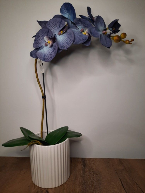 Поради, як доглянути орхідеї взимку, щоб пишно зацвіли навесні