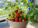 Сорти полуниці, які можна вирощувати на підвіконні