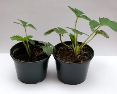 Сорти полуниці, які можна вирощувати на підвіконні