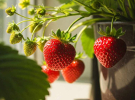 Сорта клубники, которые можно выращивать на подоконнике