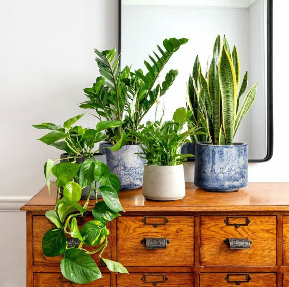 Восемь высоких комнатных растений, которые придадут шарму интерьеру