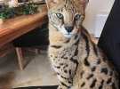 Саванна