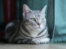Американська короткошерста