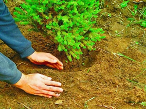 Ялинки висаджують у пухкий піщаний ґрунт. Заливають водою, щоб земля стала, як рідке болото