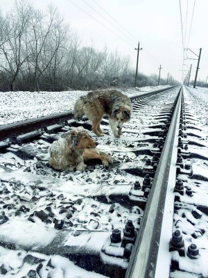 Самиця Люсі з пошкодженим стегном лежить на залізничній колії поблизу села Тийглаш Ужгородського району на Закарпатті. Її охороняє брат Панда. Коли їде поїзд, прикриває своїм тілом