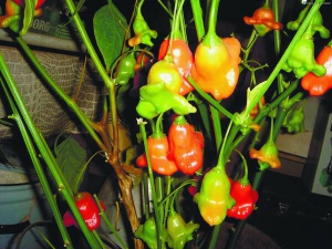 Перець Дзвіночок вирощують в квартирі. Плоди — їстівні. Важать по 30–60 грамів