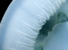 Блакитна медуза, або catostylus mosaicus, часто трапляється на убережжі Квінсленду