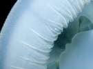 Блакитна медуза, або catostylus mosaicus, часто трапляється на убережжі Квінсленду