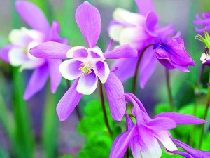 Аквілегія має сині, фіолетові чи рожеві квіти. Кущ виростає до 60 сантиметрів. На одному місці росте чотири-п’ять років