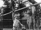 Пол Ремос, цирковой силач, поднимает своего сына на одной руке, чтобы покормить жирафа в зоопарке Лондона, 1950-е гг.