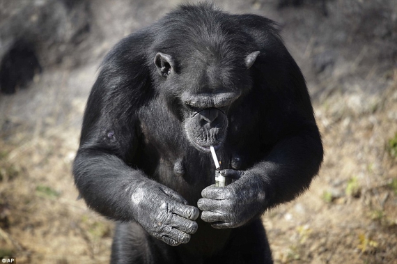 19-летний шимпанзе Далия выкуривает пачку сигарет в день