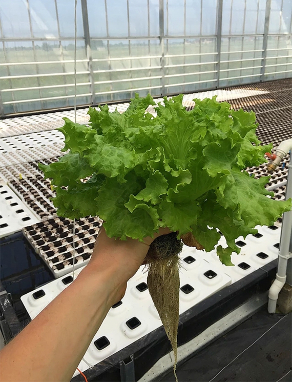 Салат выращивают за новой технологией гидропоники