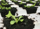 Салати вирощують за новою технологією гідропоніки