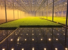 Салати вирощують за новою технологією гідропоніки