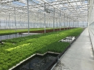 Салат выращивают за новой технологией гидропоники