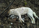 В Ірпіні виявили могильник закатованих тварин