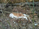 В Ирпене обнаружили могильник замученных животных