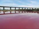 Озеро в Австралии стало розовым