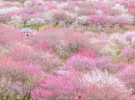 У Японії розпочався сезон цвітіння сливи
