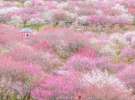 У Японії розпочався сезон цвітіння сливи