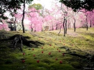 В Японии начался сезон цветения сливы