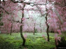 В Японии начался сезон цветения сливы