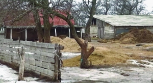 Бійню худоби родина Гасанових облаштувала на власному подвір’ї в селі Самари Шишацького району Полтавської області. Щодня забивають п’ять-шість голів