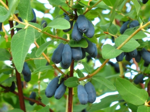 Плоди жимолості мають синій колір, розміром із пів вказівного пальця. Нагадують лохину або чорницю. З них роблять варення та компоти