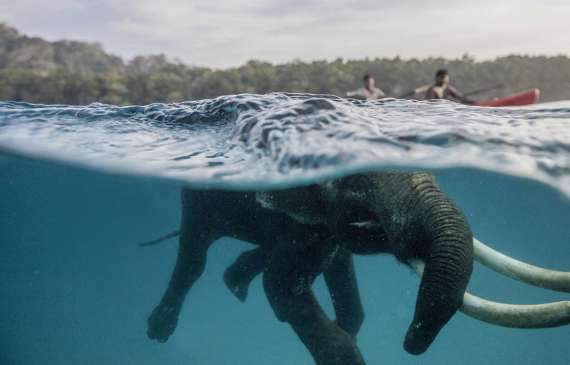 Слон Аджан плаває в Індійському океані