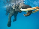 Слон Аджан плавает в Индийском океане
