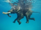Слон Аджан плавает в Индийском океане