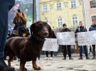 Зоозахисники вимагають посилити відповідальність за знущання над тваринами