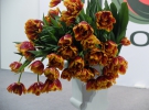 Тюльпан Джамалы имеет необычный цвет