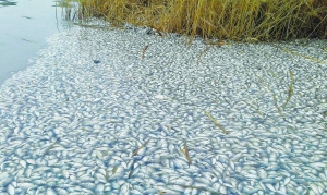 Риба в річці Сухий Омельник загинула, бо у водойму місцеві підприємства злили каналізацію. Спливли кілька тонн коропів, карасів, краснопірки